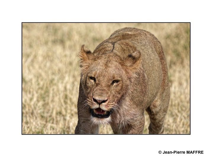 Dans ces jardins d'Eden que sont les parcs naturels du Botswana chassent et se nourrissent. Attention : la dureté de certaines images peut nous choquer.