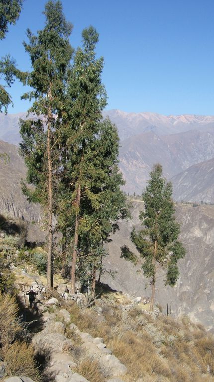 Album - Arequipa et Canyon de Colca