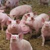 COTE D'IVOIRE: Peste porcine en Côte d’Ivoire : le gouvernement interdit la consommation et la vente de porcs