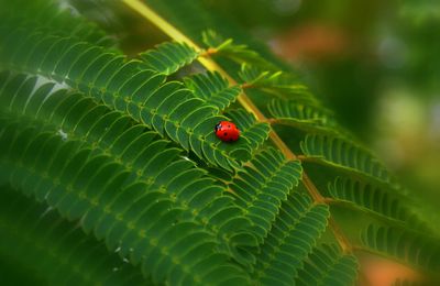 COCCINELLE