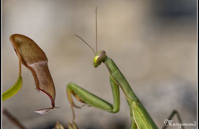 Envie de métamorphose ?