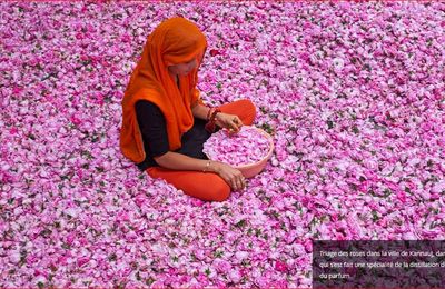 Roses : sur la piste des molécules au parfum enivrant