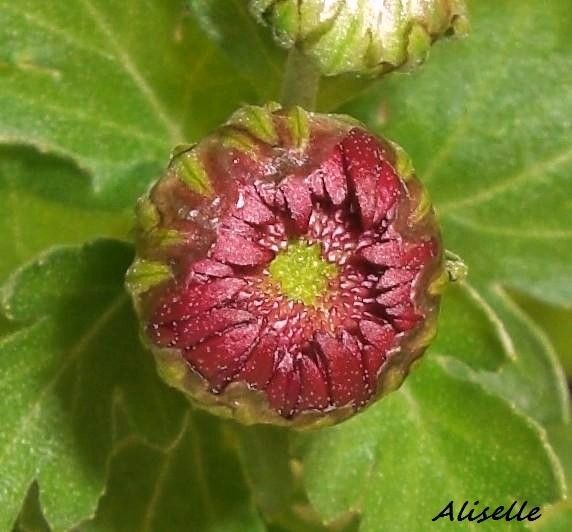Album - Jardin-2