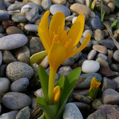 067 - LES COLCHIQUES que j'ai perdu : Colchicum luteum et Colchicum hungaricum 