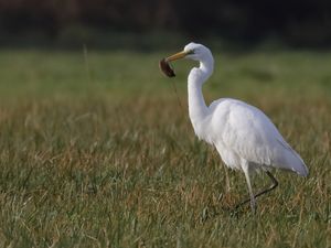 Grande Aigrette en chasse... avec sa proie (un petit campagnol) Février 2025 - Finistère-Bretagne -France