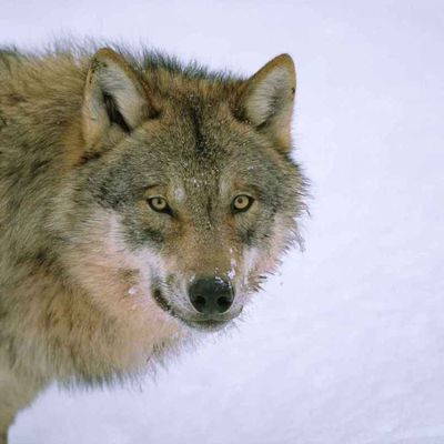 La guerre du loup gagne l'Italie