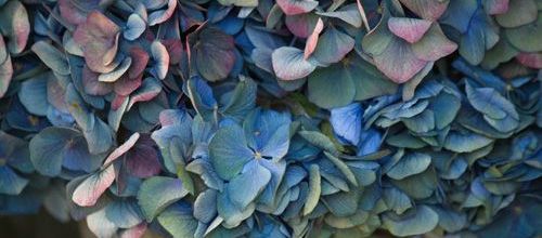 Pour continuer avec les hortensias...
