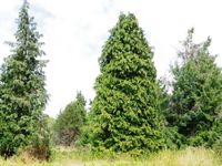 L'arboretum de Versailles-Chèvreloup à Rocquencourt, Yvelines