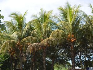 20/04/15 : Parque Nacional Amboro