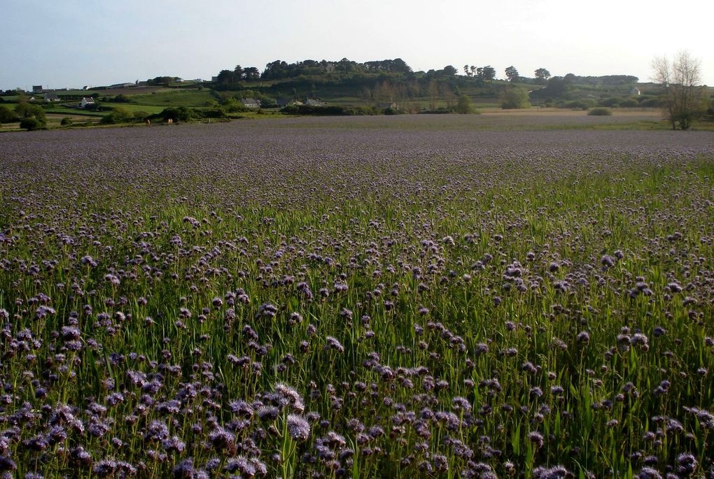 Prés et champs dont la mer n'est jamais éloignée, bois de korrigans et bords de dunes... Fleurs des champs!