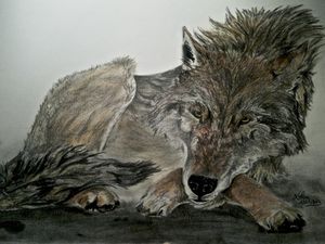 Le croise pattes du loup, d'après photo trouvée sur le web, crayon graphite 7B et 9B et crayons de couleurs sur papier 190 gr. 