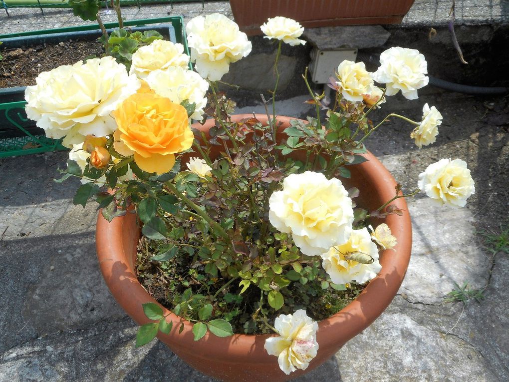 Rosa gialla e arancione che ho nel vaso in giardino