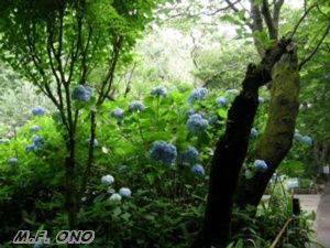 Divers aspects de la flore japonaise, qui est tr&egrave;s riche et vari&eacute;e&hellip;