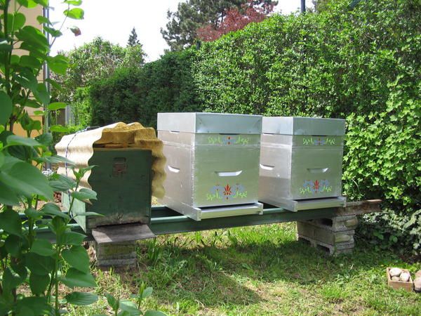 Album - apiculture