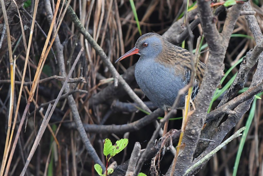 Râle d'eau (Rallus aquaticus).