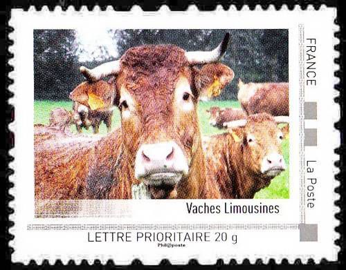 Les vaches &quot;timbrées&quot;