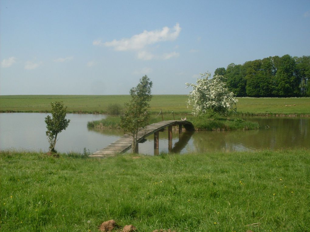 Album - Etang à carpe 