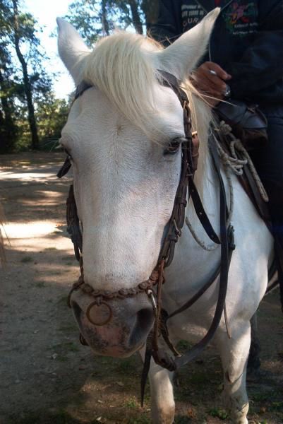 Album - en-camargue