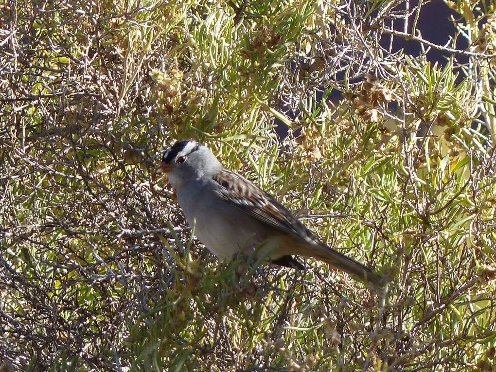 Oiseaux d'Amerique du Nord et Centrale 