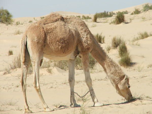 Album - algerie-en-images