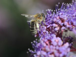 LA POLLINISATION. les pollinisateurs sont très nombreux et très actifs. Des papillons, des mouches de toutes sortes,sans oublier l'abeille et même la guêpe, et bien d'autres..