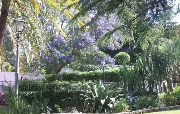 Al tempo delle jacarande in fiore