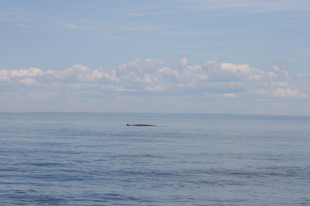 Album - Baleines-du-St-Laurent