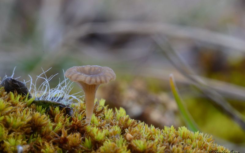 Champignons