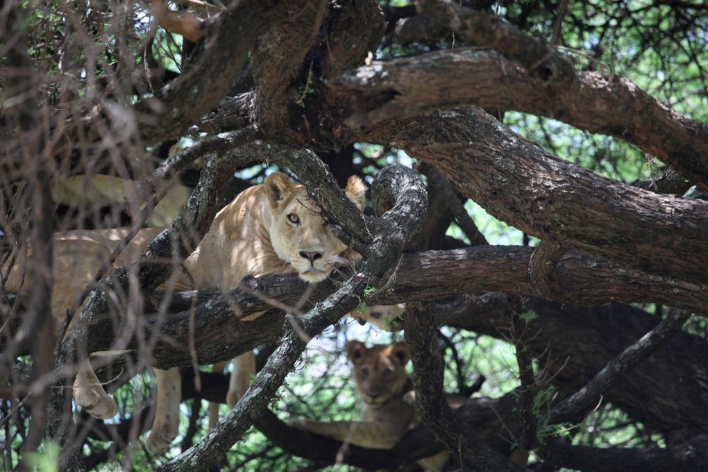 Tous les animaux sauvages du Parc du Serenguetti , en Tanzanie