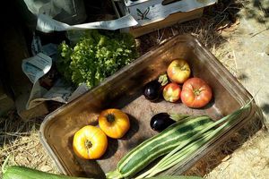 Les légumes vous attendent : tomates, concombres , courgettes etc...