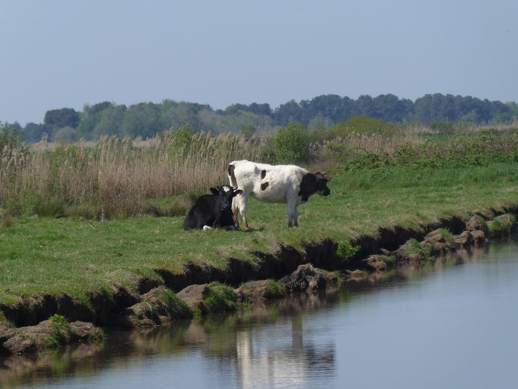 Sortie nature 21 avril 2018: Oiseaux nicheurs des marais du blayais (St Ciers sur Gironde et Braud et Saint Louis) et son album