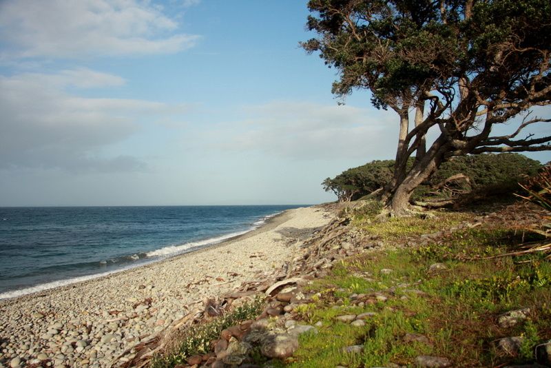 Photos prises sur Little Barrier Island, au coeur du Golfe d'Hauraki, lors d'un séjour de 2 semaines du 14 au 29 septembre 2010.