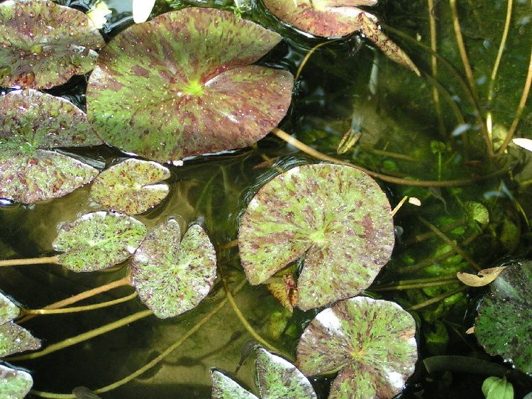 Le nénuphar de ma mare aux canards.....