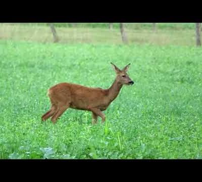 Chevrette au petit matin…