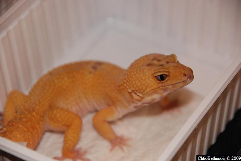 Album - 2009-08_Béthune-Bourse-aux-Reptiles