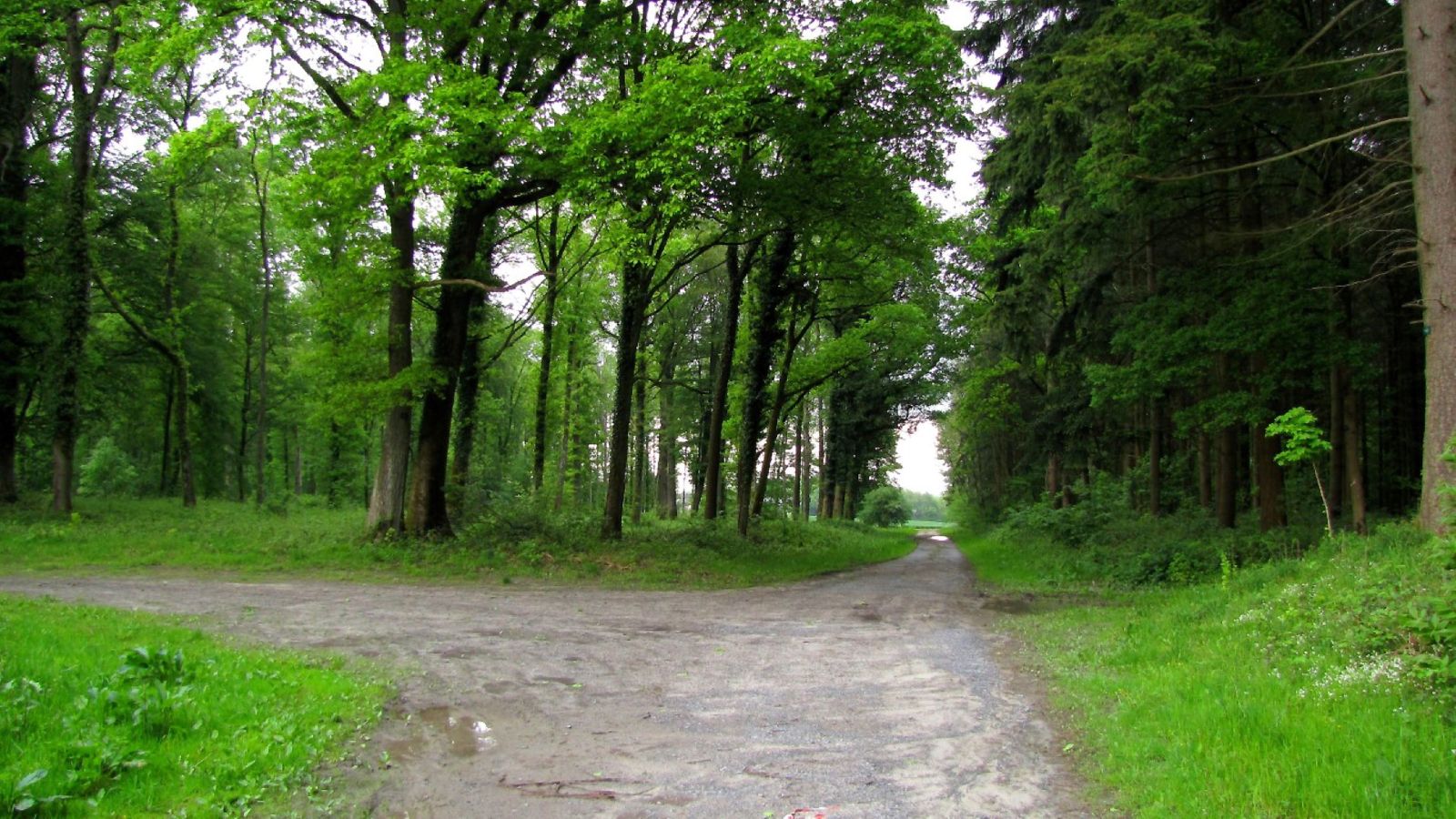 le GR11A dans la Forêt de Retz