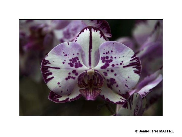 Des orchidées dans toute leur splendeur nous ravissent par la variété de leurs formes et de leurs couleurs.