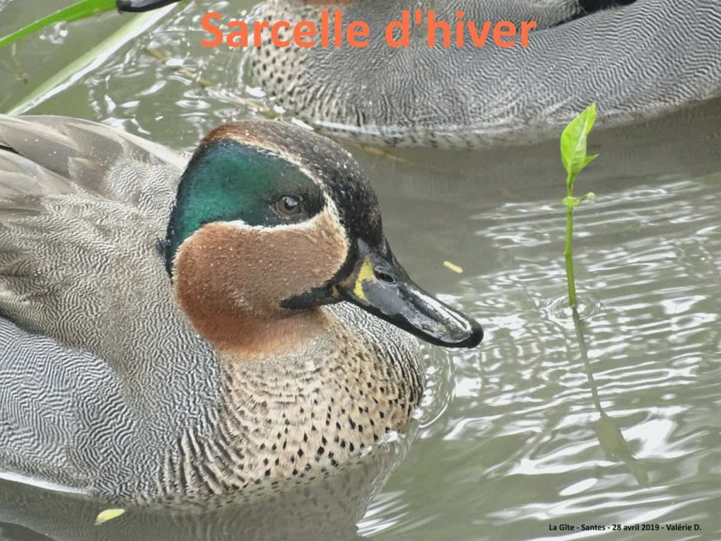 Album oiseaux à La Gîte 2019