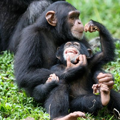 Le chimpanzé