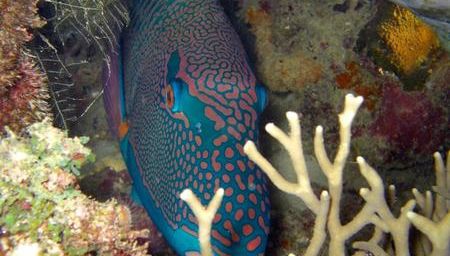 Poisson-perroquet de nuit à Mayotte (océan Indien)