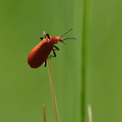 Pyrochroa serraticornis ,un des deux cardinaux ...