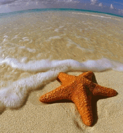 L'étoile de mer