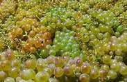 #Viognier Producers South Coast California Vineyards  p2