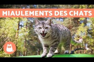 Miaulements (variés) des chats + histoire du chat porte-bonheur nippon (le "Maneki neko") & chant de tourterelles+ 1 blog écrit par Jules la tourterelle...