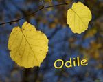 Odile