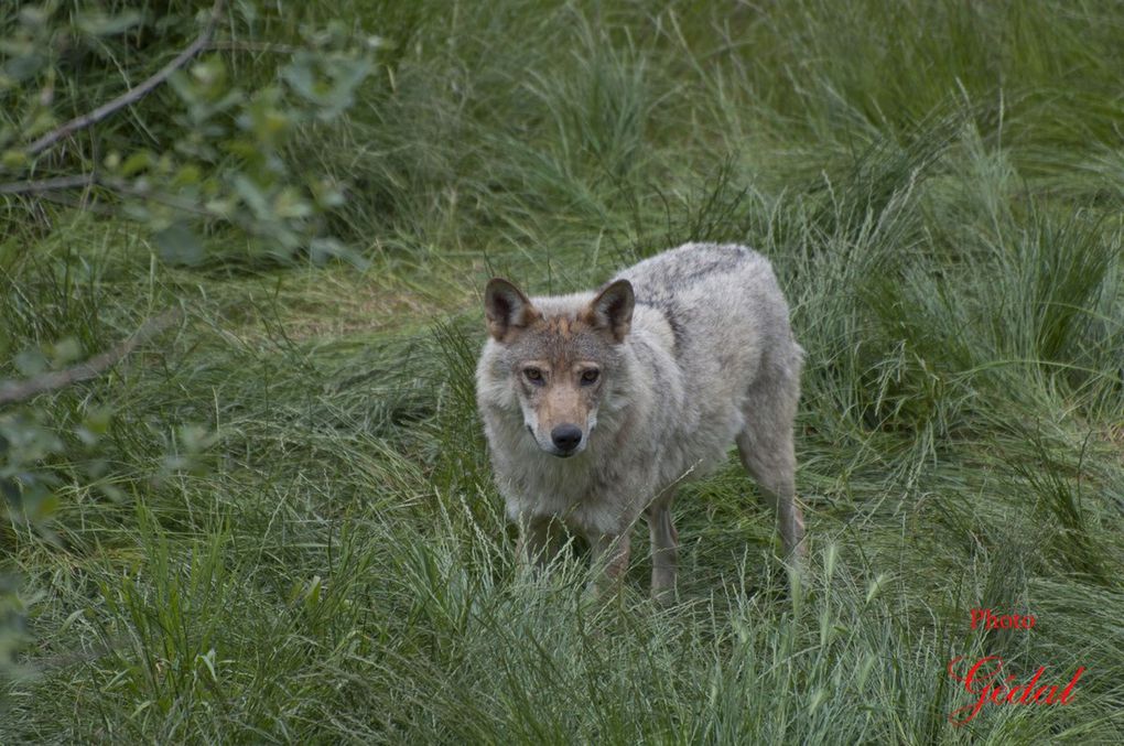 Derniers loups avant de quitter le parc.