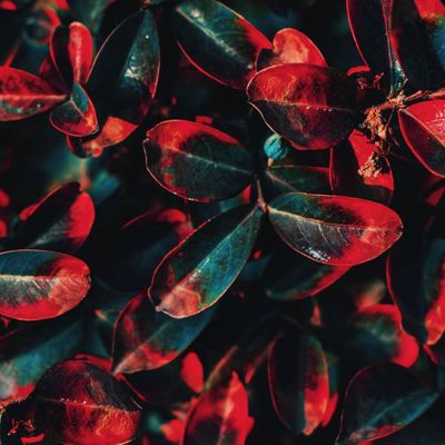 Théorie sur la nature humaine partie II