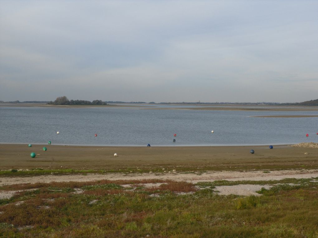 promenade sur les rives du lac du Der à la découverte de sa faune migratoire. C'est la saison des grues et autres cormorans de passage dans notre région.