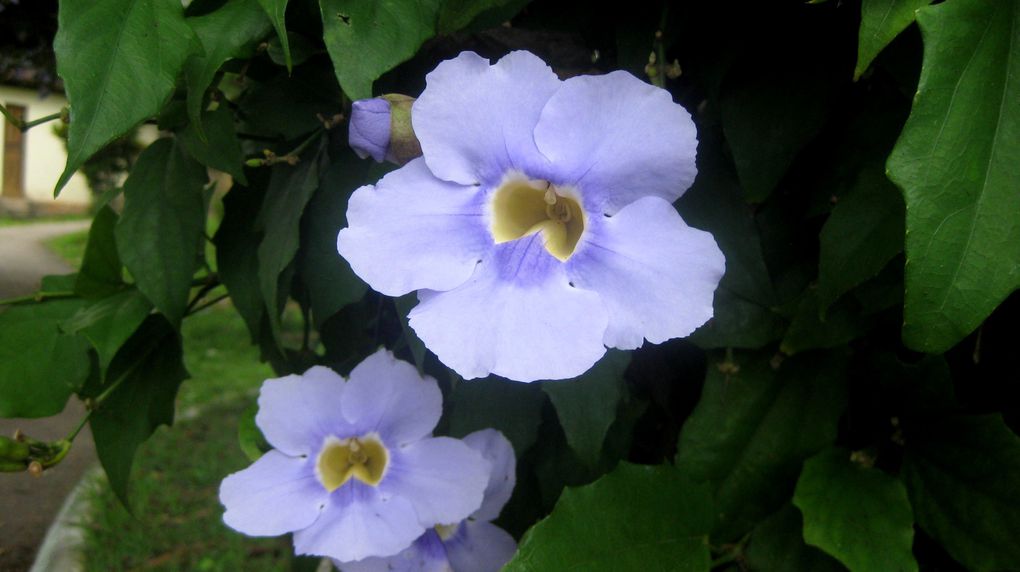 la faune et le flore local, des petites bébête bizare aux beauté de la nature...