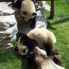 Tournée des pandas géants à Changhaï 